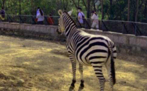 С�����̰���·�ϵİ�����