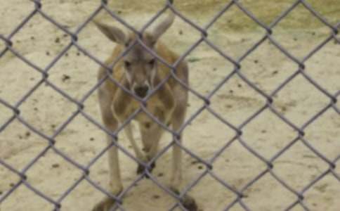 《袋鼠妈妈》教案通用(15篇)