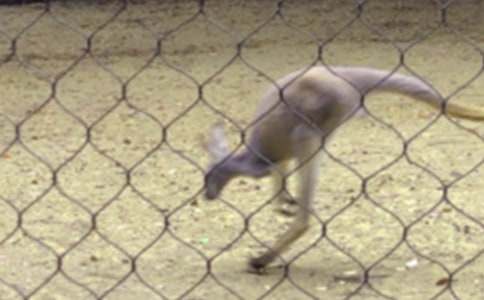 �����Ϸ������භ�̰���˼