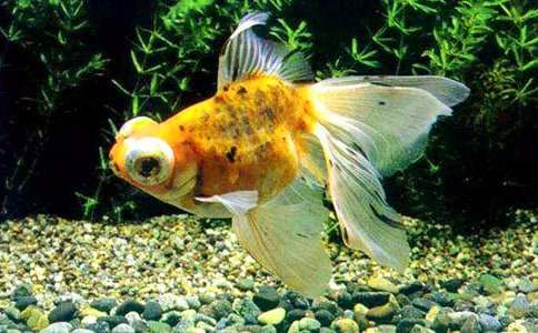 С���ѧ��̰��������Ľ���