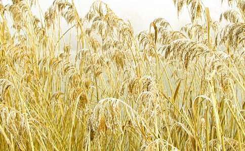 �����«έ����̰�