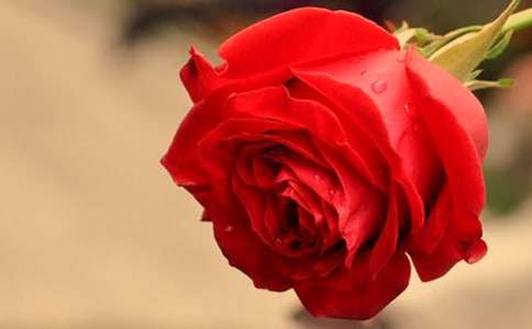 ��ʦ��������л��õ�廨�̰�