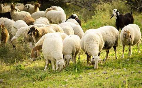 С���������˽̰�