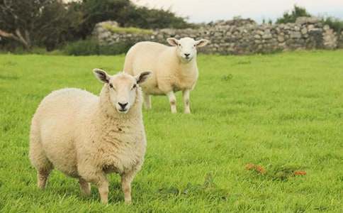 ���ɰ���С����С��̰�