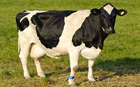 �а����Խ̰����������ţ