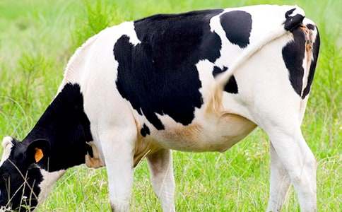 �а����Բ�ɫ����ţ�̰�