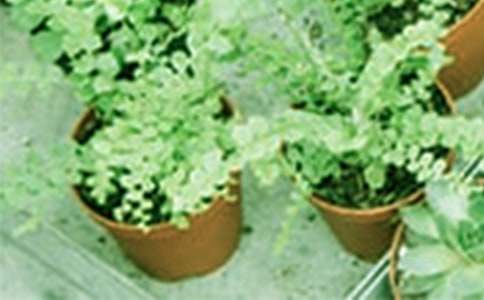 �����ԡ��ν̰�