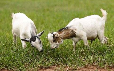 С�����Ի����Сɽ��̰�