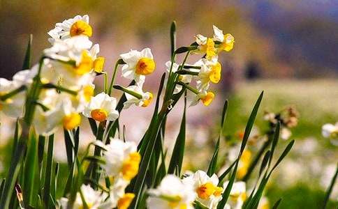 《水仙花》教案10篇