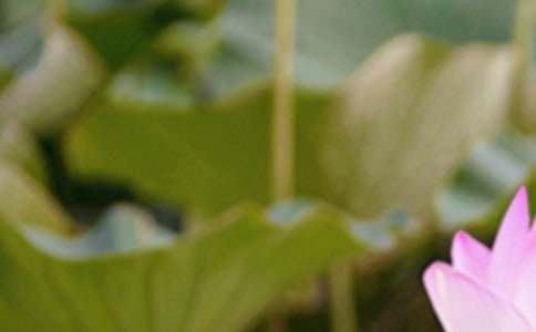 关于夏至教案(精选6篇)