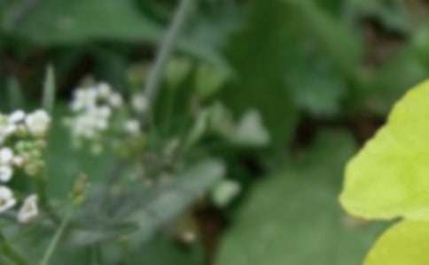 ������С��̰���ͨ��6ƪ��