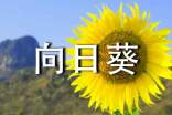 向日葵教案(精选24篇)