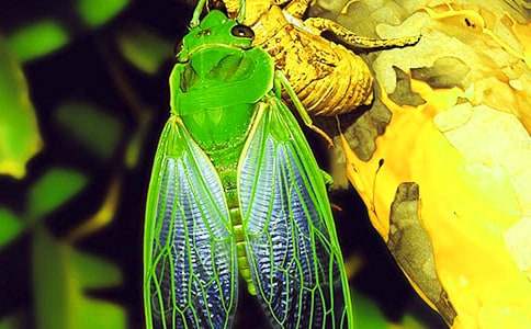 С��̰��������֪�ˡ�