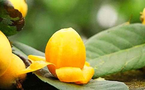 大班教案《枇杷》