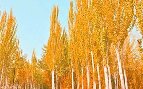 ���������ޡ���ѧ���