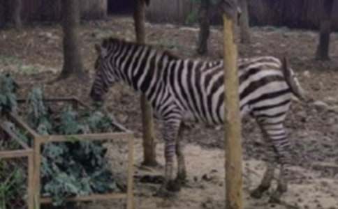 ��·�ϵİ��������̰�