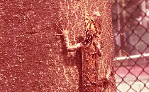 ��С�ڻ���β�͡���ѧ��˼15ƪ