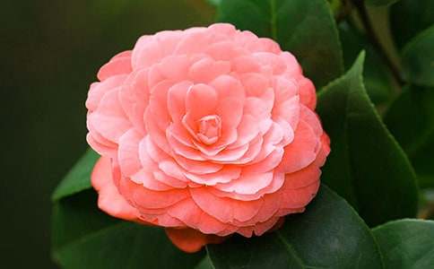 ��ɽ�軨����ѧ���