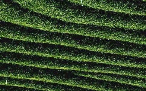 [��]��Ҷ�����ܽ�