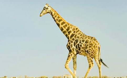 �����׳���¹��˵�θ�