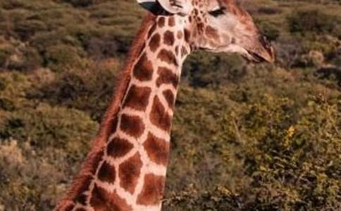 《长颈鹿》教案