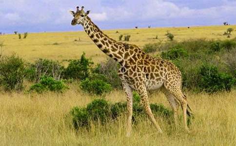 ����ò�ĳ���¹�̰����