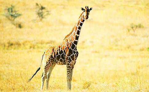 ���׳���¹˵�θ�