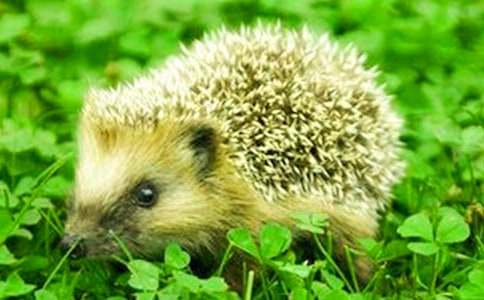 С��⬱�����С�ཡ���̰�