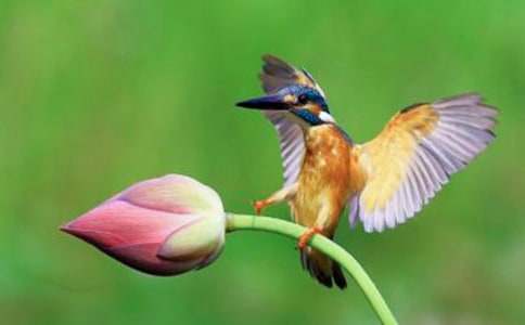 ���ڴ���̰�ģ�����5ƪ