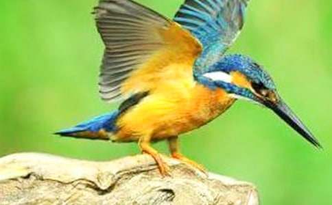 Сѧ���ġ����񡷽�ѧ���