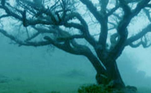 小班语言大树下教案