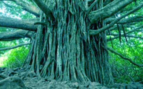 《小苗与大树的对话》教案4篇