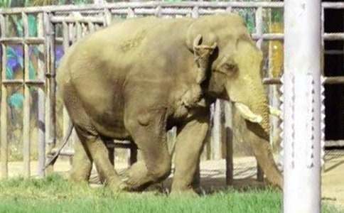 《大象的耳朵》教学设计