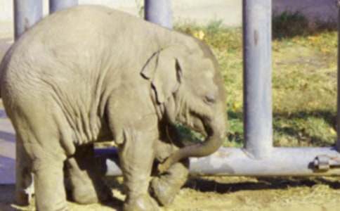 �����С���ӽ̰�