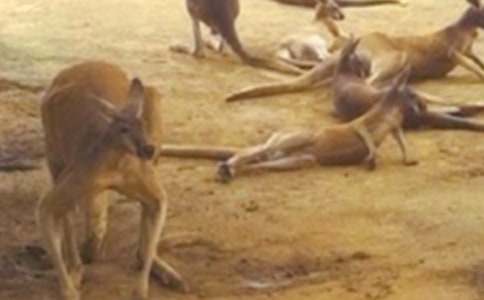 《袋鼠妈妈找宝宝》教案