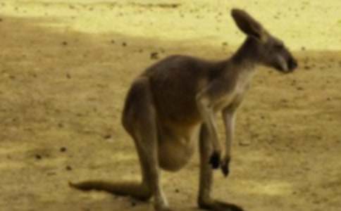 《袋鼠宝宝找妈妈》教案