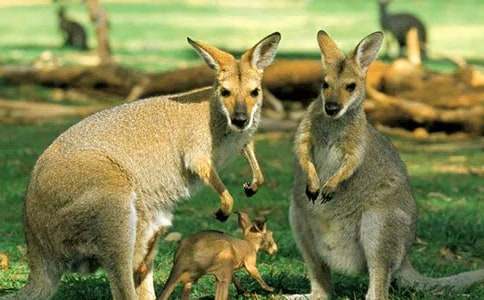 �а����̰�