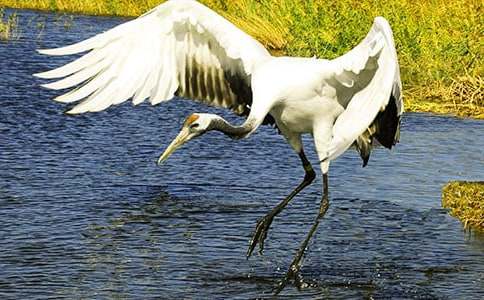 《美丽的丹顶鹤》说课稿