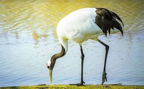 ���������ĵ����׽̰�����