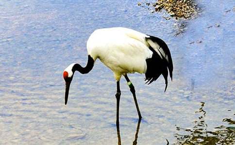 美丽的丹顶鹤教学反思