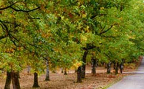 ������ķ羰��Сѧ������ѧ���