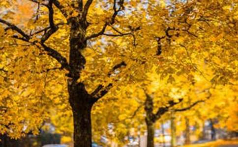 ɫ�ʷ羰�̰�����ѡ12ƪ��