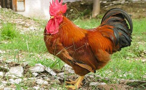 С������СѼ�ӽ�ѧ��˼10ƪ