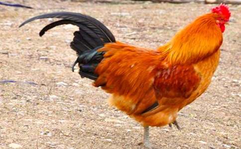 ��С������СѼ�ӡ��Ľ�ѧ��˼