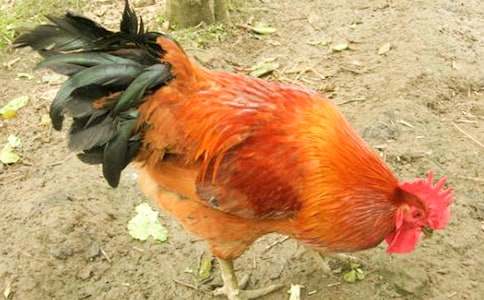 《小公鸡和小鸭子》教学设计(实用15篇)