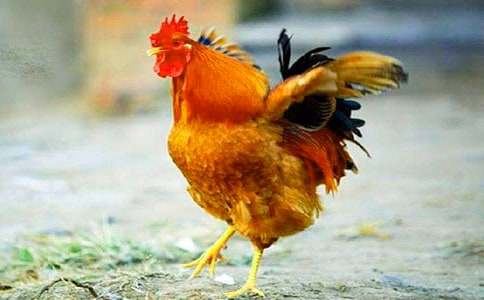 ��С������СѼ�ӡ���ѧ��˼����ѡ5ƪ��