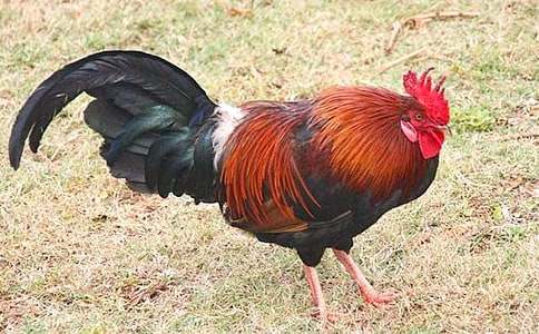 ����Ҫ�󹫼���˵�θ�