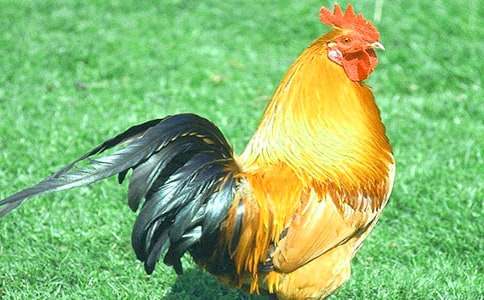 С������СѼ�ӽ�ѧ��ƣ����15ƪ��