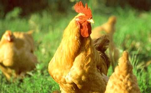 小公鸡和小鸭子教案