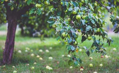 ��԰�����˽�ѧ���15ƪ